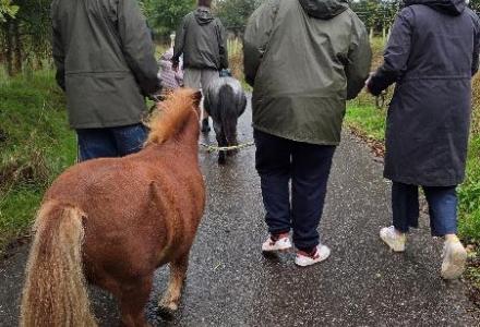 Family walking with ponies.